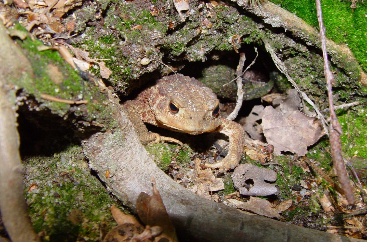 Diese Erdkröte hat unter eine Baumwurzel ein passendes Quartier für die kalten Monate gefunden.