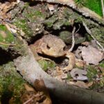 Diese Erdkröte hat unter eine Baumwurzel ein passendes Quartier für die kalten Monate gefunden.