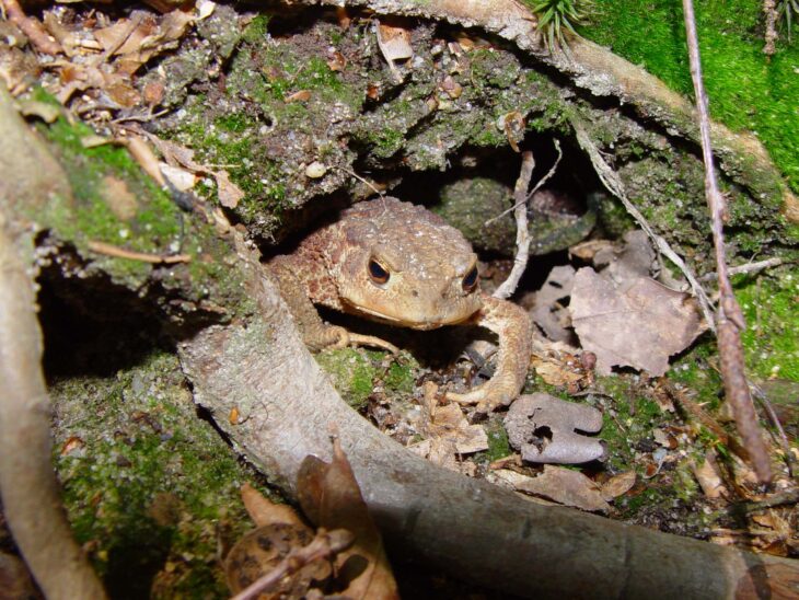 Diese Erdkröte hat unter eine Baumwurzel ein passendes Quartier für die kalten Monate gefunden.
