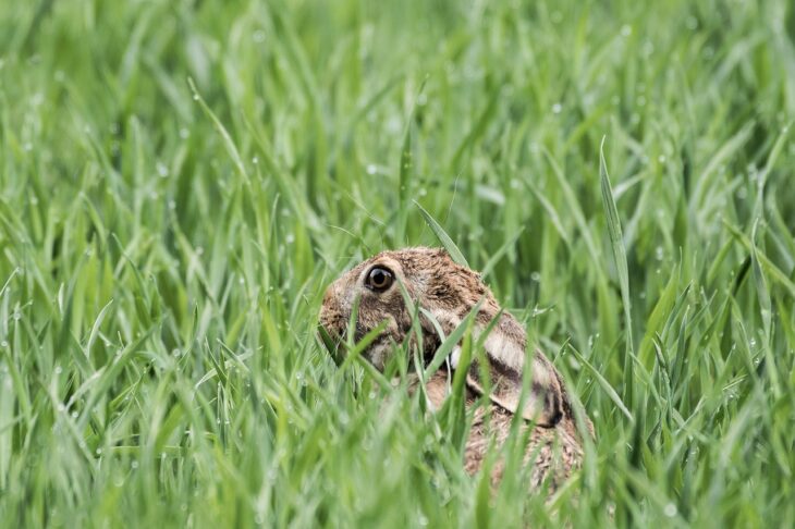 Im Landkreis Nürnberger Land wurde bei zwei Feldhasen die sogenannte Hasenpest (Tularämie) festgestellt.