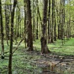 Am Samstag, 15. November, geht es ab 10 Uhr „durch eines der bedeutsamsten Amphibiengebiete Mittelfrankens mit über 2500 Amphibien“.