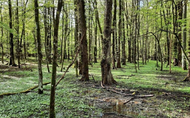 Am Samstag, 15. November, geht es ab 10 Uhr „durch eines der bedeutsamsten Amphibiengebiete Mittelfrankens mit über 2500 Amphibien“.