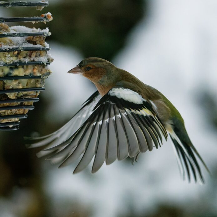 Ein Buchfink bei der Nahrungsaufnahme.