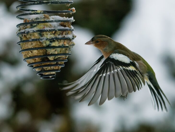 Ein Buchfink bei der Nahrungsaufnahme.