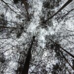 Eigentlich sollte der Himmel durch das geschlossene Kronendach der Altkiefern kaum zu sehen sein.