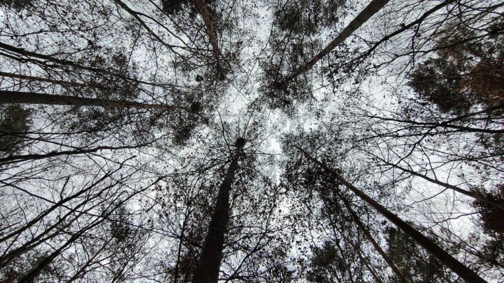 Eigentlich sollte der Himmel durch das geschlossene Kronendach der Altkiefern kaum zu sehen sein.