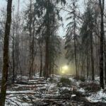 Ein klimastabiler Laubmischwald ist das Ziel: Darum fällen die Bayerischen Staatsforsten im Fürstenschlag gerade geschädigte Douglasien sowie Bäume, die das Wachstum der Eichen und anderer zukunftsfähiger Baumarten beeinträchtigen.