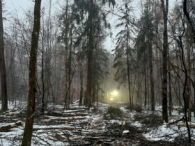 Ein klimastabiler Laubmischwald ist das Ziel: Darum fällen die Bayerischen Staatsforsten im Fürstenschlag gerade geschädigte Douglasien sowie Bäume, die das Wachstum der Eichen und anderer zukunftsfähiger Baumarten beeinträchtigen.