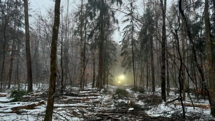Ein klimastabiler Laubmischwald ist das Ziel: Darum fällen die Bayerischen Staatsforsten im Fürstenschlag gerade geschädigte Douglasien sowie Bäume, die das Wachstum der Eichen und anderer zukunftsfähiger Baumarten beeinträchtigen.