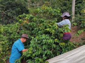 Bauer Admir mit seiner Frau beim Pflücken der Kaffeekirschen.