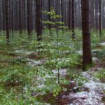 Eine Buchen-Verjüngung unter Fichten-Altbestand: So kann Waldumbau in der Praxis aussehen.