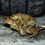 Die Ortsgruppe des Bund Naturschutz (BN) Altdorf-Winkelhaid sucht noch Freiwillige, die den Amphibien helfen möchten.