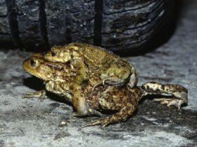 Die Ortsgruppe des Bund Naturschutz (BN) Altdorf-Winkelhaid sucht noch Freiwillige, die den Amphibien helfen möchten.
