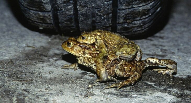 Die Ortsgruppe des Bund Naturschutz (BN) Altdorf-Winkelhaid sucht noch Freiwillige, die den Amphibien helfen möchten.