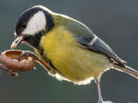Bei der Stunde der Wintervögel ist die Kohlmeise traditionell im vorderen Drittel zu finden. In diesem Jahr landet sie auf Platz zwei, hinter dem Haussperling auf Rang eins und vor dem Feldsperling auf Platz drei.