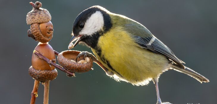 Bei der Stunde der Wintervögel ist die Kohlmeise traditionell im vorderen Drittel zu finden. In diesem Jahr landet sie auf Platz zwei, hinter dem Haussperling auf Rang eins und vor dem Feldsperling auf Platz drei.