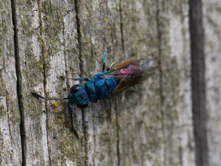 Goldwespen gehören mit ihren metallischen Farben zu den schönsten Insekten.
