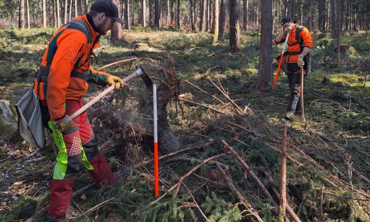 Forstwirte des Forstbetriebs Nürnberg bei der Frühlingspflanzung unter dem Schirm von Altkiefern.