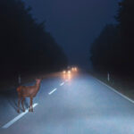Symbolfoto Wildunfall