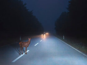 Symbolfoto Wildunfall
