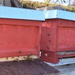 Sichtlich wohl fühlen sich die beiden Unternehmensbienen-Völker der Hewa: In den Pegnitzwiesen beim Brunnen 2 finden sie beste Lebensbedingungen.