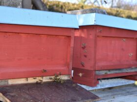 Sichtlich wohl fühlen sich die beiden Unternehmensbienen-Völker der Hewa: In den Pegnitzwiesen beim Brunnen 2 finden sie beste Lebensbedingungen.