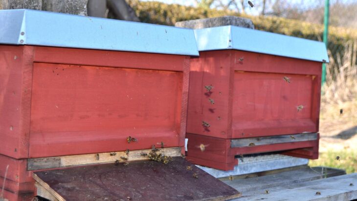 Sichtlich wohl fühlen sich die beiden Unternehmensbienen-Völker der Hewa: In den Pegnitzwiesen beim Brunnen 2 finden sie beste Lebensbedingungen.