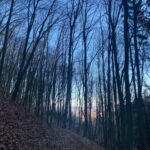 Wald und Bäume stehen für frische, saubere Luft