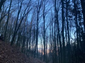 Wald und Bäume stehen für frische, saubere Luft