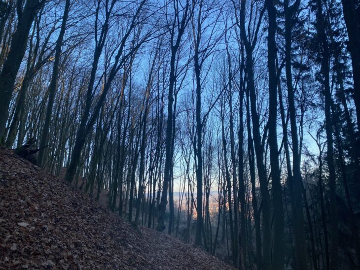 Wald und Bäume stehen für frische, saubere Luft