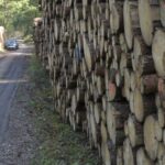 Entlang der Strecke Feucht-Ochenbruck werden aktuell Waldflächen durchforstet (Symbolfoto).