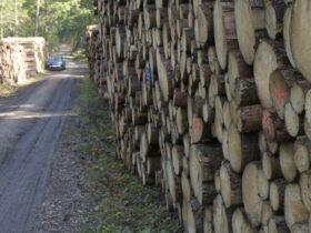 Entlang der Strecke Feucht-Ochenbruck werden aktuell Waldflächen durchforstet (Symbolfoto).