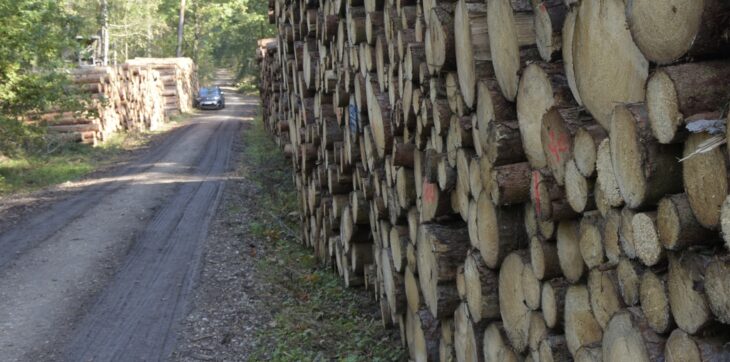 Entlang der Strecke Feucht-Ochenbruck werden aktuell Waldflächen durchforstet (Symbolfoto).