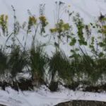 Seit vielen Jahren bietet der Bund Naturschutz Exkursionen für Schulklassen an. Das Programm „Sehnsucht Wildnis“ ist für alle Jahrgangsstufen geeignet.