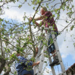 OGV-Ehrenvorsitzender Franz Seidl in seinem Element: Er führt am Apfelbaum den richtigen Schnitt vor, damit man im Sommer keine Holzfabrik, sondern gesunde und große Äpfel erntet.