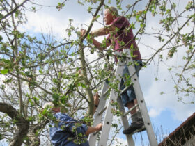 OGV-Ehrenvorsitzender Franz Seidl in seinem Element: Er führt am Apfelbaum den richtigen Schnitt vor, damit man im Sommer keine Holzfabrik, sondern gesunde und große Äpfel erntet.