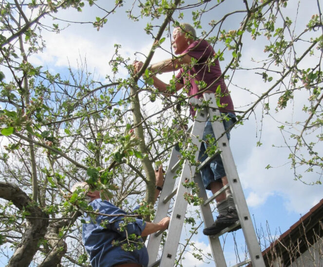 OGV-Ehrenvorsitzender Franz Seidl in seinem Element: Er führt am Apfelbaum den richtigen Schnitt vor, damit man im Sommer keine Holzfabrik, sondern gesunde und große Äpfel erntet.