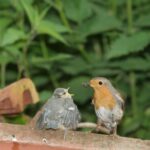 Mit sogenannten Standortlauten rufen Jungvögel außerhalb der Nester nach ihren Eltern und werden weiter versorgt. Hier werden jungen Blaumeisen von einem Rotkehlchen gefüttert.