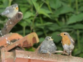 Mit sogenannten Standortlauten rufen Jungvögel außerhalb der Nester nach ihren Eltern und werden weiter versorgt. Hier werden jungen Blaumeisen von einem Rotkehlchen gefüttert.
