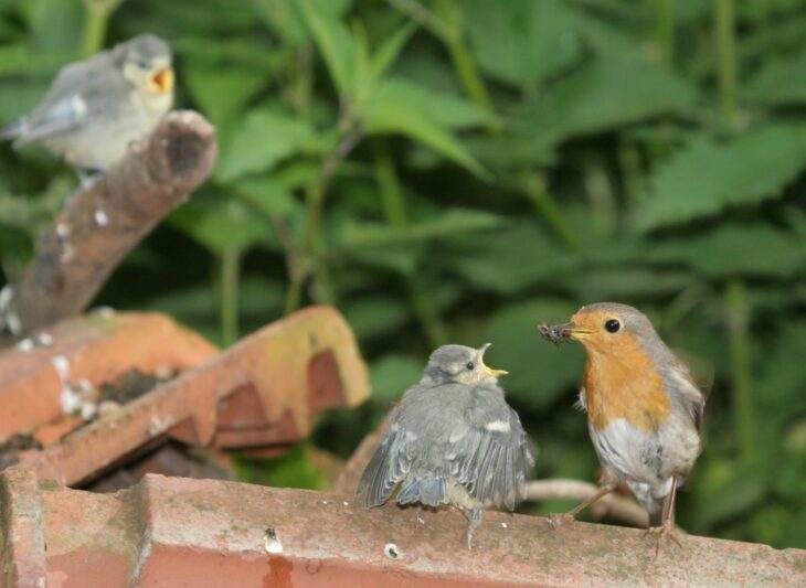 Mit sogenannten Standortlauten rufen Jungvögel außerhalb der Nester nach ihren Eltern und werden weiter versorgt. Hier werden jungen Blaumeisen von einem Rotkehlchen gefüttert.