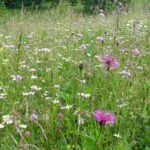 Im Frühling sprießt es in den heimischen Gärten. Warum man im Mai dennoch auf das Mähen verzichten sollte, erklärt der LBV.