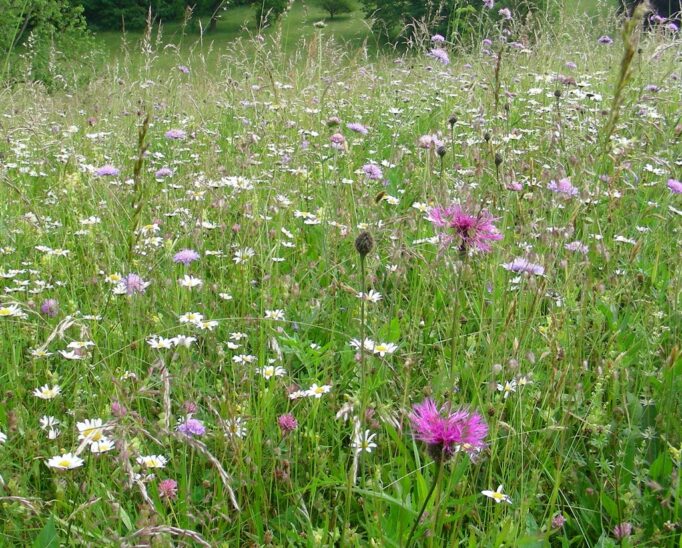 Im Frühling sprießt es in den heimischen Gärten. Warum man im Mai dennoch auf das Mähen verzichten sollte, erklärt der LBV.