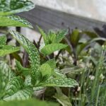 Heilpflanzen im Garten, auf dem Balkon oder auf der Terrasse sind natürlich wohltuend und einfach zu kultivieren. Foto: C. Carty-Bode / IVA