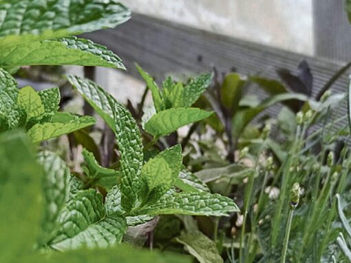 Heilpflanzen im Garten, auf dem Balkon oder auf der Terrasse sind natürlich wohltuend und einfach zu kultivieren. Foto: C. Carty-Bode / IVA