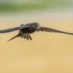 Insektenjäger wie der Mauersegler kommen immer seltener in bayerischen Gärten vor - das hat die Zählaktion Stunde der Gartenvögel ergeben.