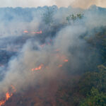 Symbolfoto Waldbrand