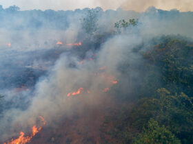 Symbolfoto Waldbrand