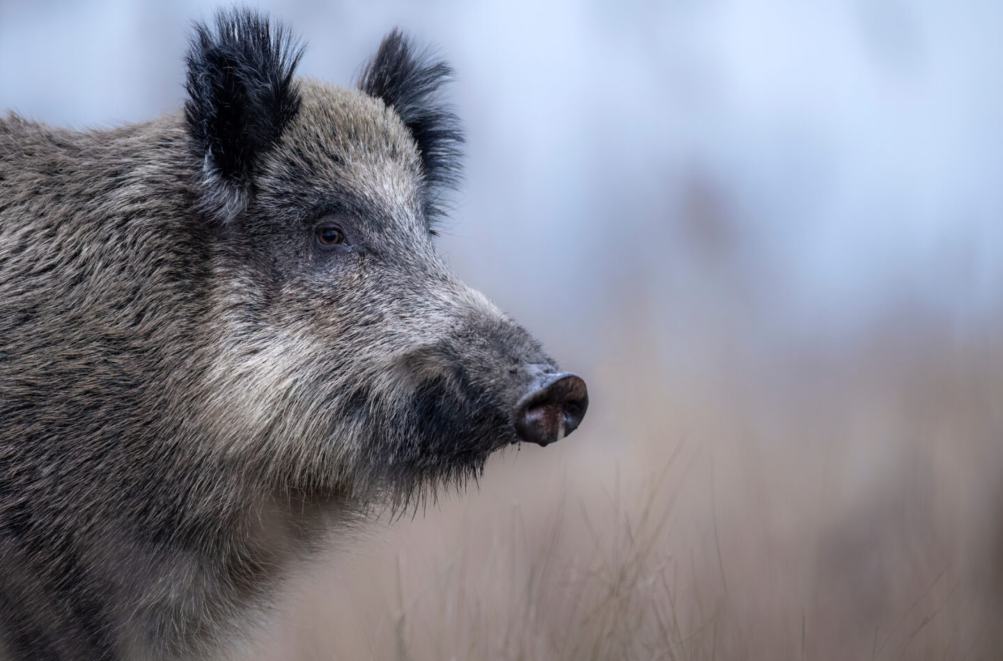 Symbolfoto Wildschwein