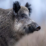 Symbolfoto Wildschwein