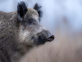 Symbolfoto Wildschwein